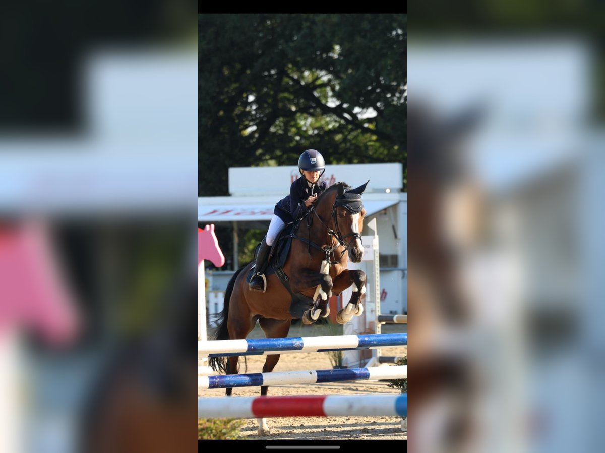 Deutsches Reitpony Stute 12 Jahre 147 cm in Bakum