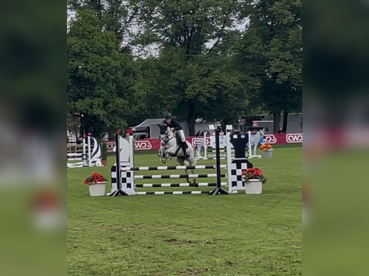 Deutsches Reitpony Stute 12 Jahre 148 cm Apfelschimmel in Fridolfing