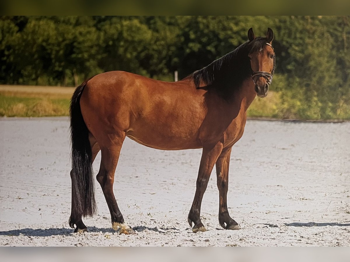 Deutsches Reitpony Stute 12 Jahre 148 cm Brauner in Bellstedt