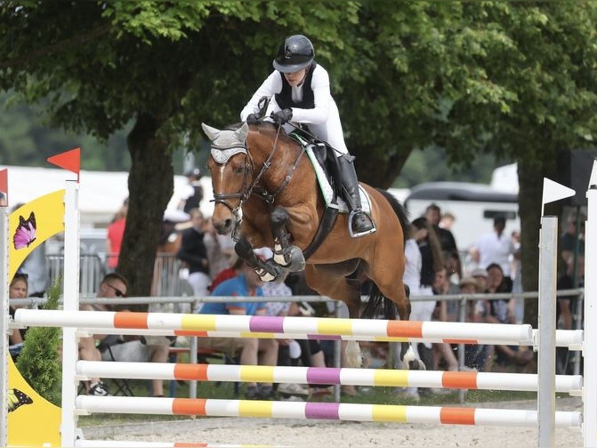 Deutsches Reitpony, Stute in Lengenfeld