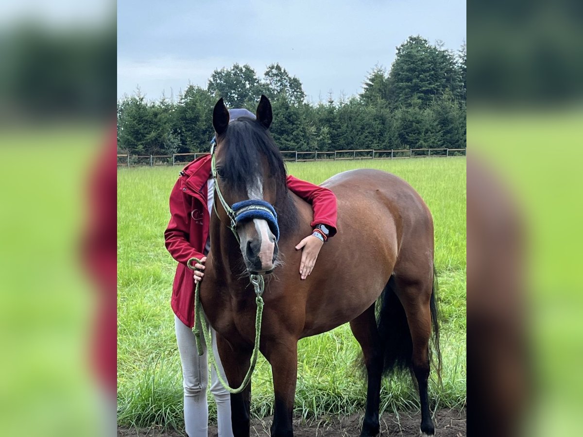Deutsches Reitpony Stute 12 Jahre 148 cm Brauner in L&#xF6;ningeN