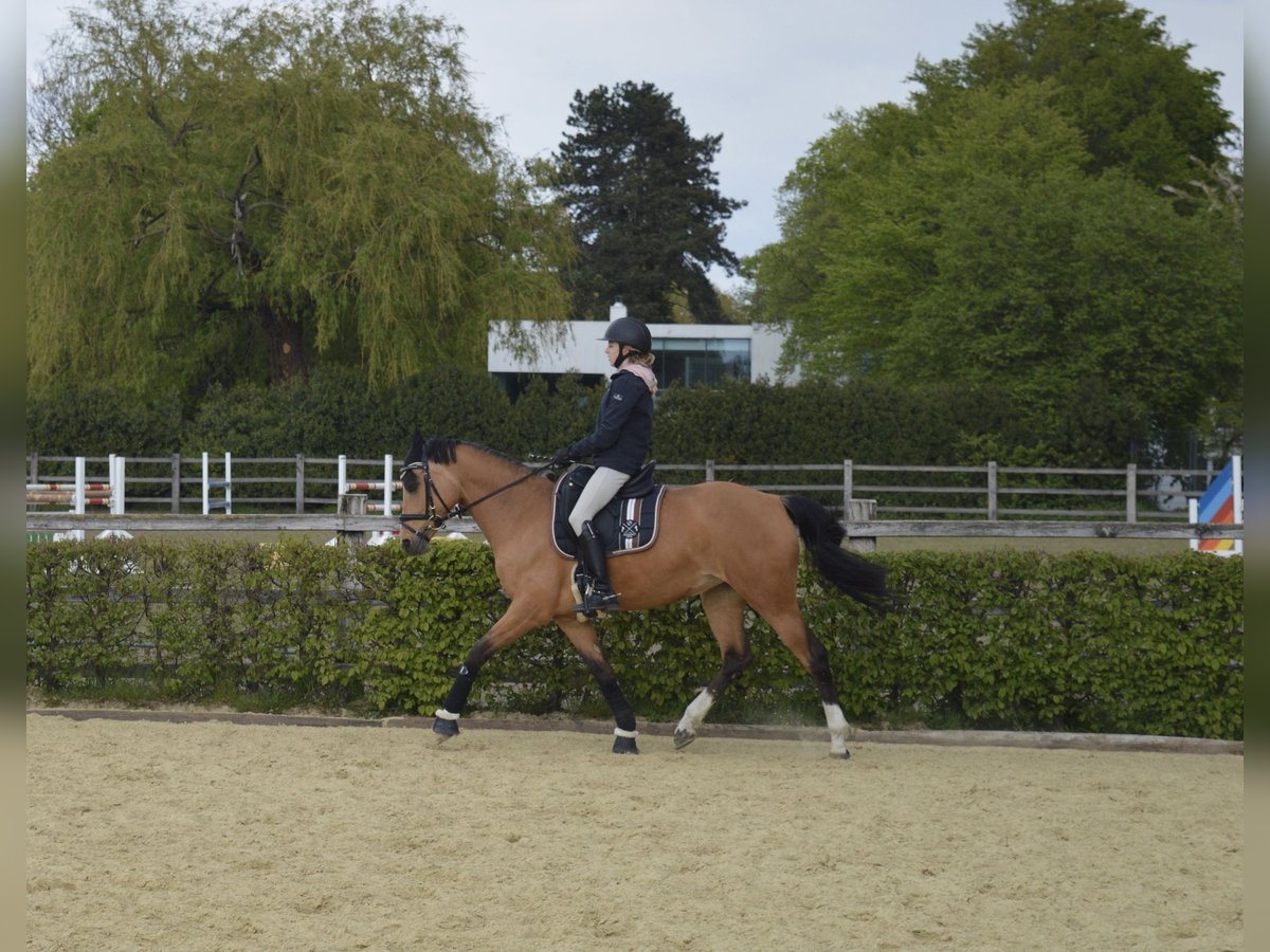 Deutsches Reitpony Stute 12 Jahre 148 cm Falbe in Ratingen