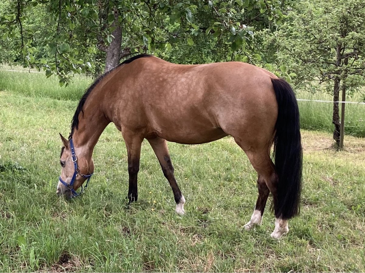 Deutsches Reitpony Stute 12 Jahre 148 cm Falbe in Schw&#xE4;bisch Hall