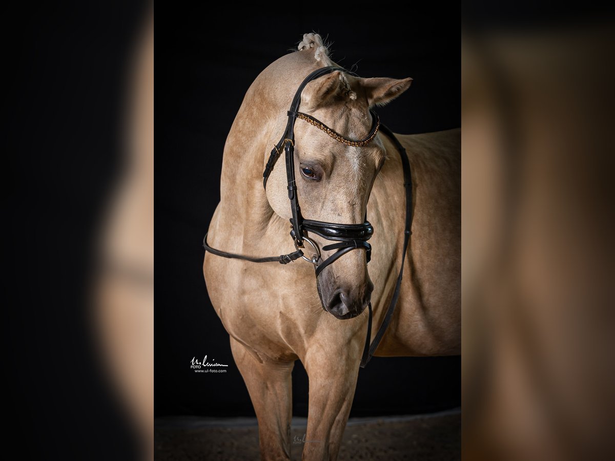 Deutsches Reitpony Stute 12 Jahre 148 cm Palomino in Herrenberg