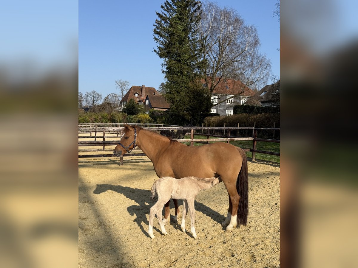 Deutsches Reitpony Stute 12 Jahre 148 cm Red Dun in WuppertalWuppertal