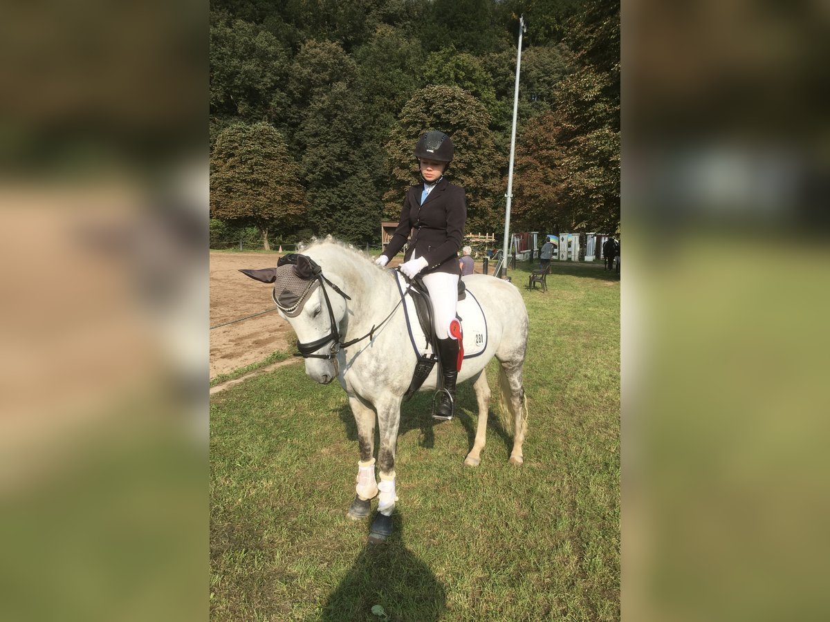 Deutsches Reitpony Stute 12 Jahre 148 cm Schimmel in Klingenberg