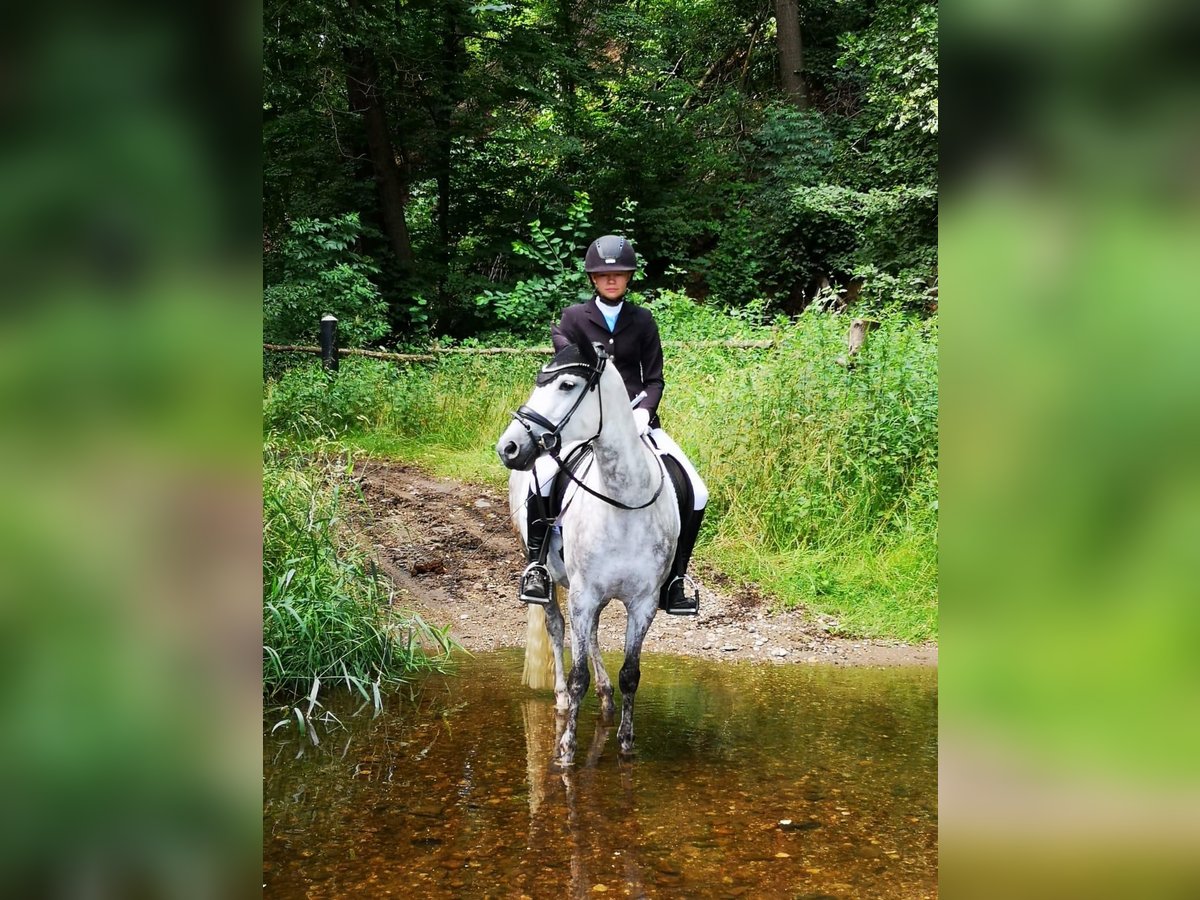 Deutsches Reitpony Stute 12 Jahre 148 cm Schimmel in Klingenberg