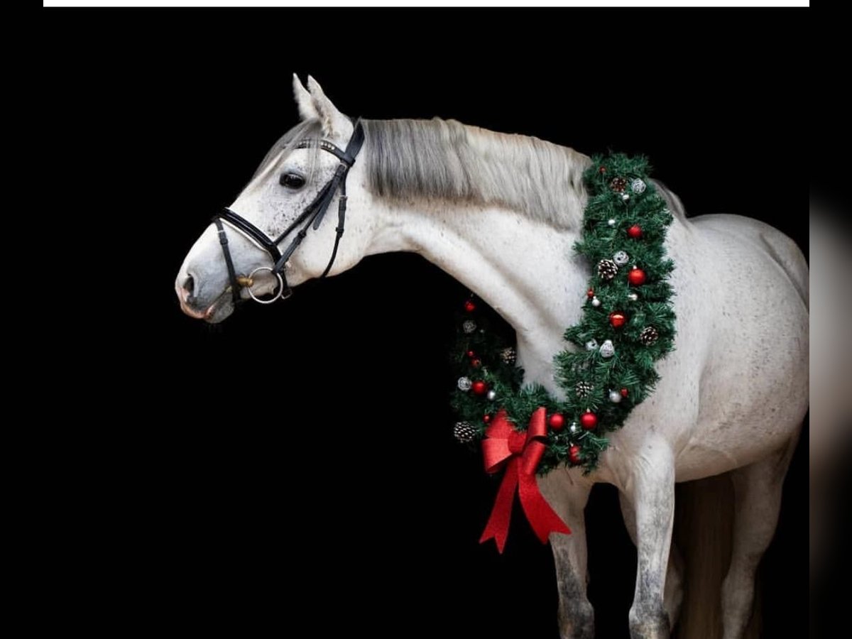 Deutsches Reitpony Stute 12 Jahre 148 cm Schimmel in Overath