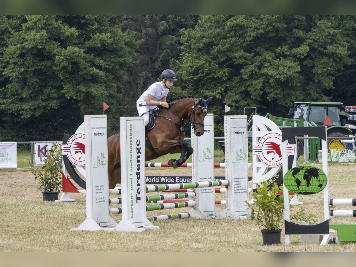 Deutsches Reitpony Stute 12 Jahre 149 cm Brauner in Bad Bentheim