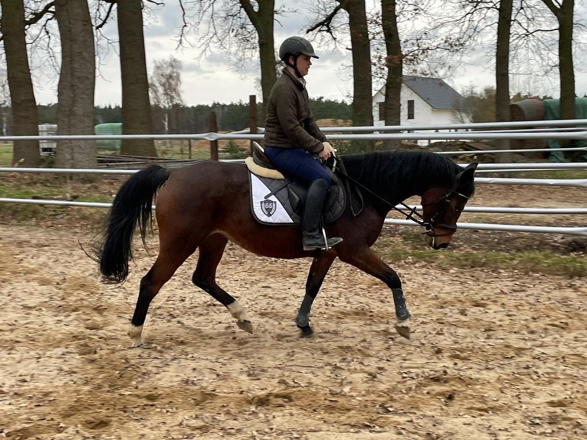 Deutsches Reitpony Stute 12 Jahre 150 cm Brauner in Suhlendorf Deutsches Reitpony Stute 12 Jahre 150 cm Brauner in Suhlendorf