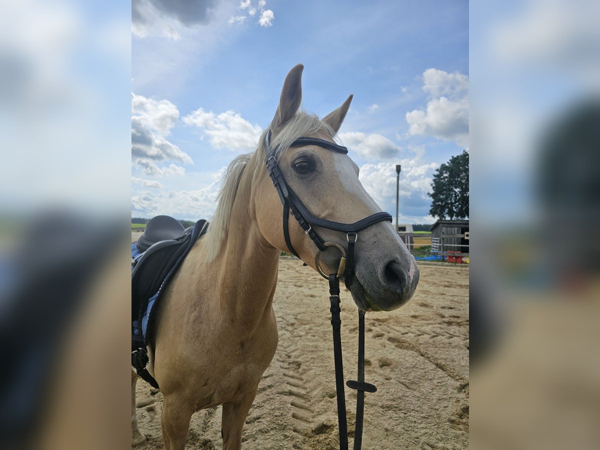 Deutsches Reitpony Stute 12 Jahre 150 cm Palomino in Dießen am Ammersee