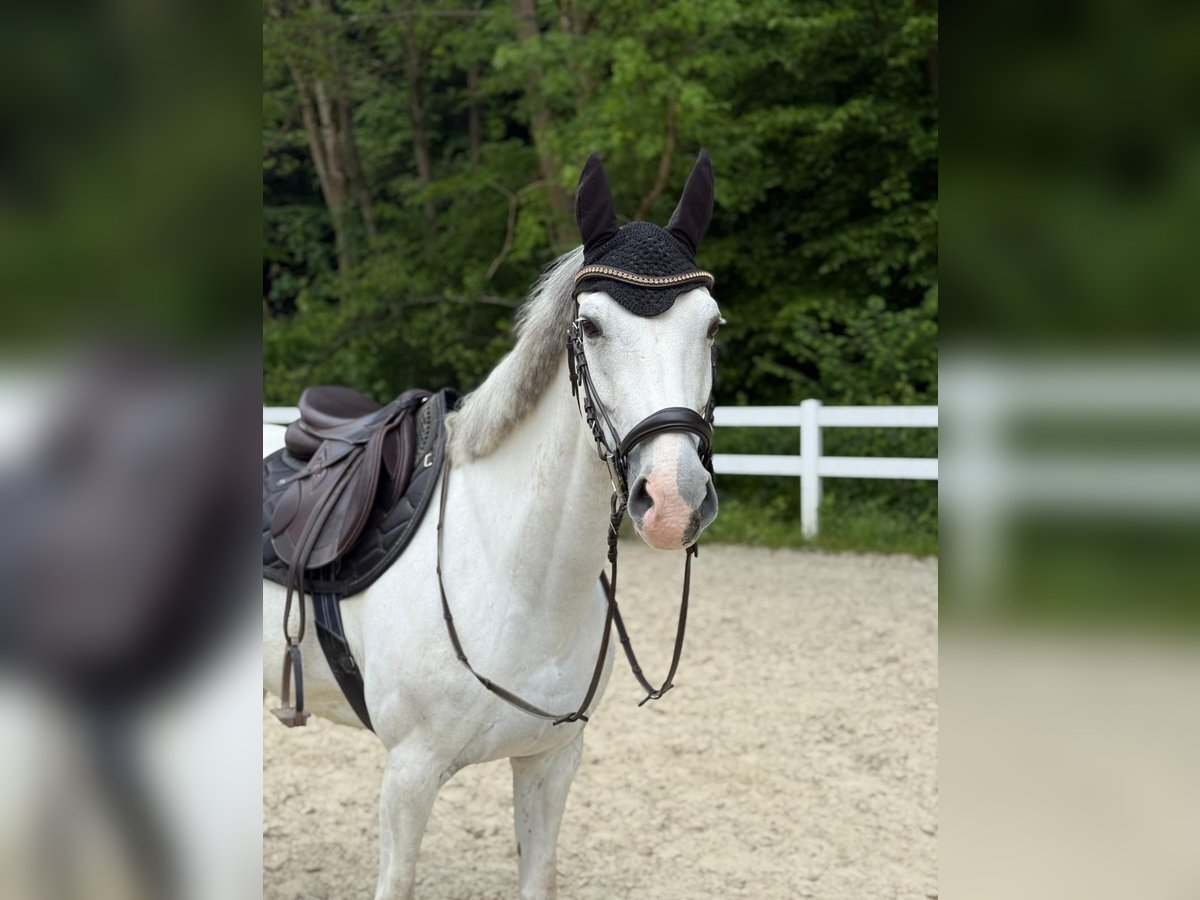 Deutsches Reitpony Mix Stute 12 Jahre 150 cm Schimmel in Neuwied