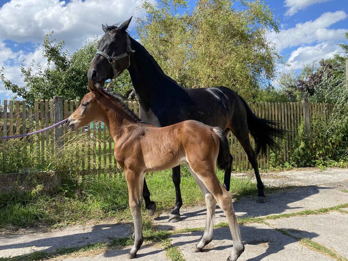 Deutsches Reitpony Stute 12 Jahre 150 cm Schwarzbrauner in Behrungen