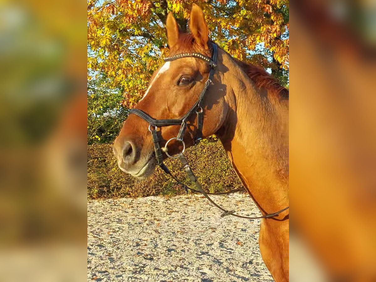 Deutsches Reitpony Stute 12 Jahre 152 cm Fuchs in Nienstädt Liekwegen