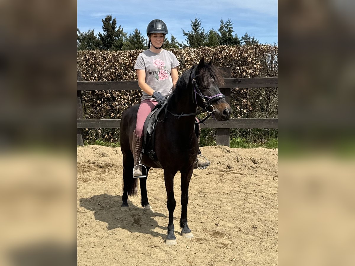 Deutsches Reitpony Stute 13 Jahre 140 cm Brauner in Daleiden