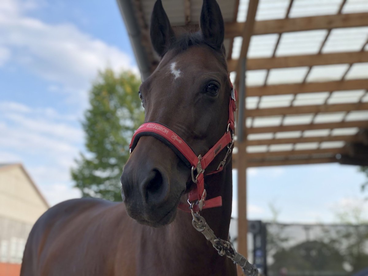 Deutsches Reitpony Stute 13 Jahre 143 cm Brauner in Rheda-Wiedenbrück