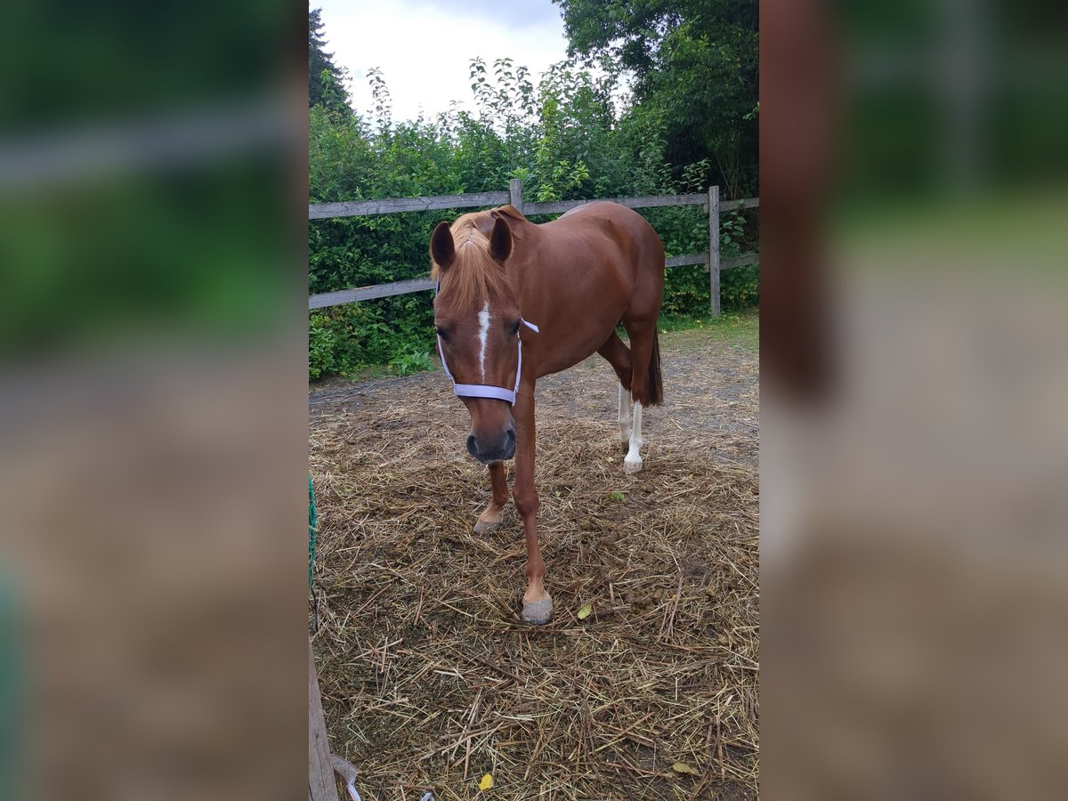 Deutsches Reitpony Stute 13 Jahre 143 cm Fuchs in St. Veit  an der G&#xF6;lsen