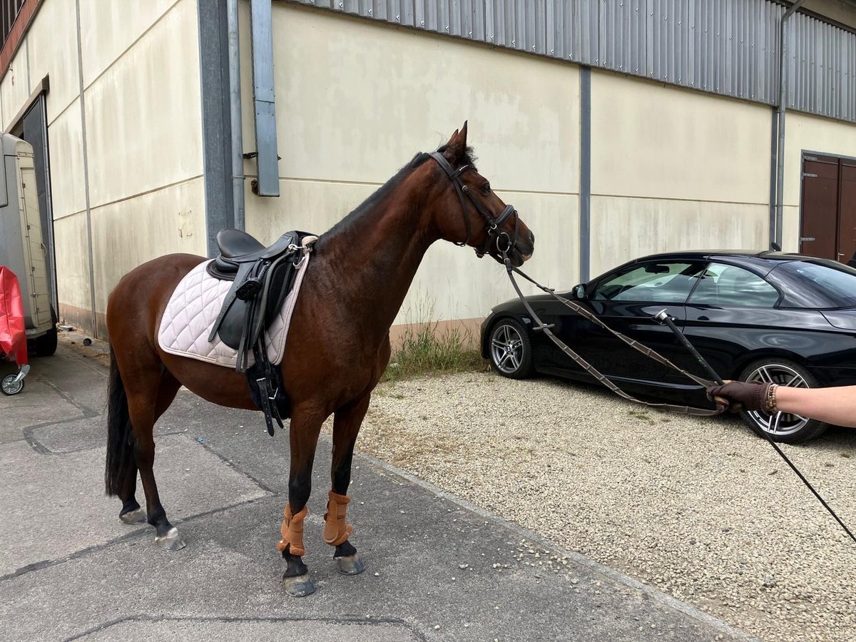 Deutsches Reitpony Stute 13 Jahre 144 cm Brauner in Schiffweiler