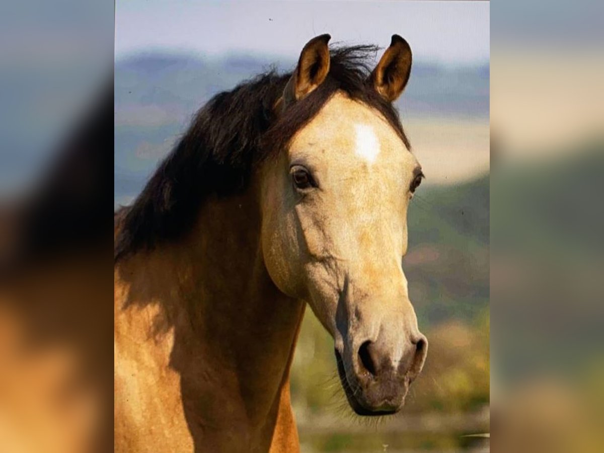 Deutsches Reitpony Stute 13 Jahre 147 cm Falbe in Much