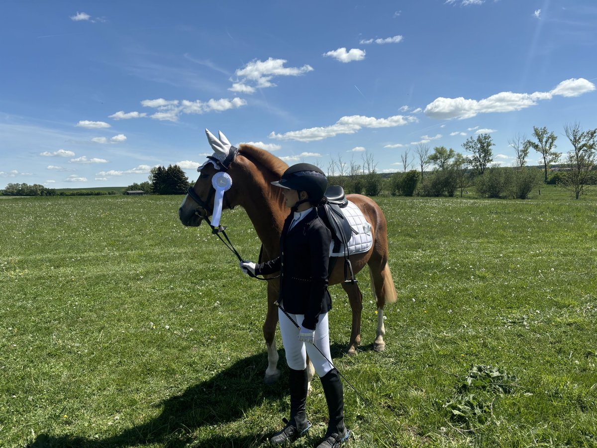 Deutsches Reitpony Stute 13 Jahre 147 cm Fuchs in Stedtlingen