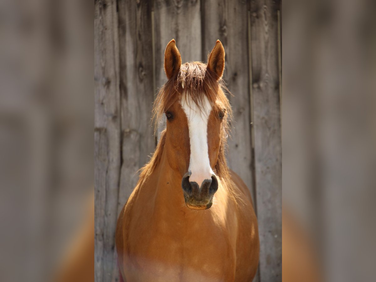 Deutsches Reitpony Mix Stute 13 Jahre 147 cm Schecke in Geisingen Deutsches Reitpony Mix Stute 13 Jahre 147 cm Schecke in Geisingen