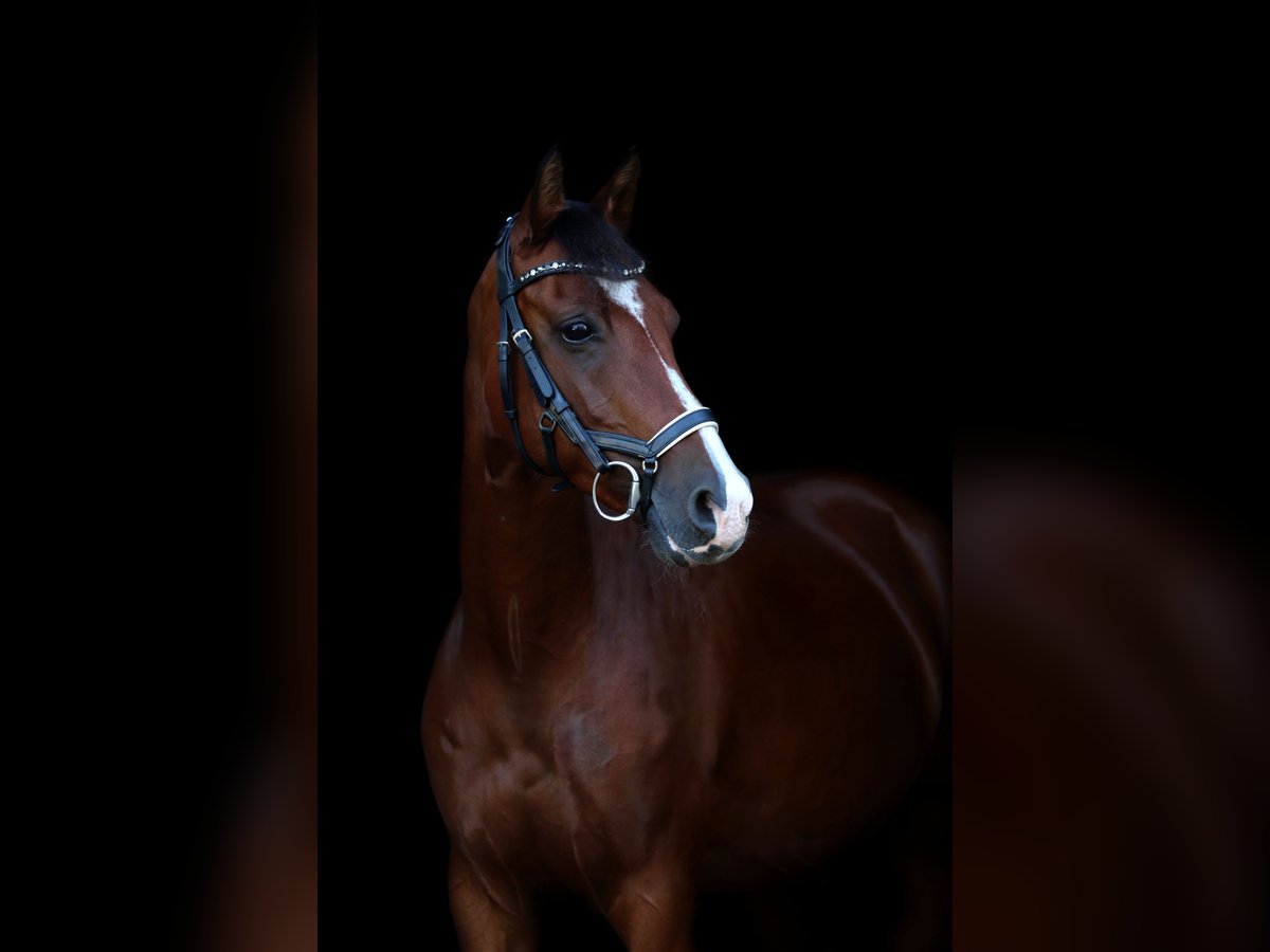 Deutsches Reitpony Stute 13 Jahre 148 cm Brauner in Winsen (Aller