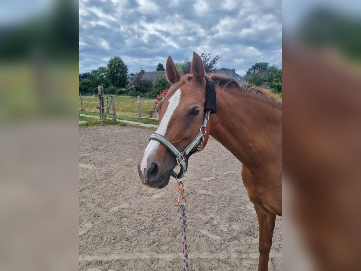Deutsches Reitpony Stute 13 Jahre 148 cm Fuchs in Tespe