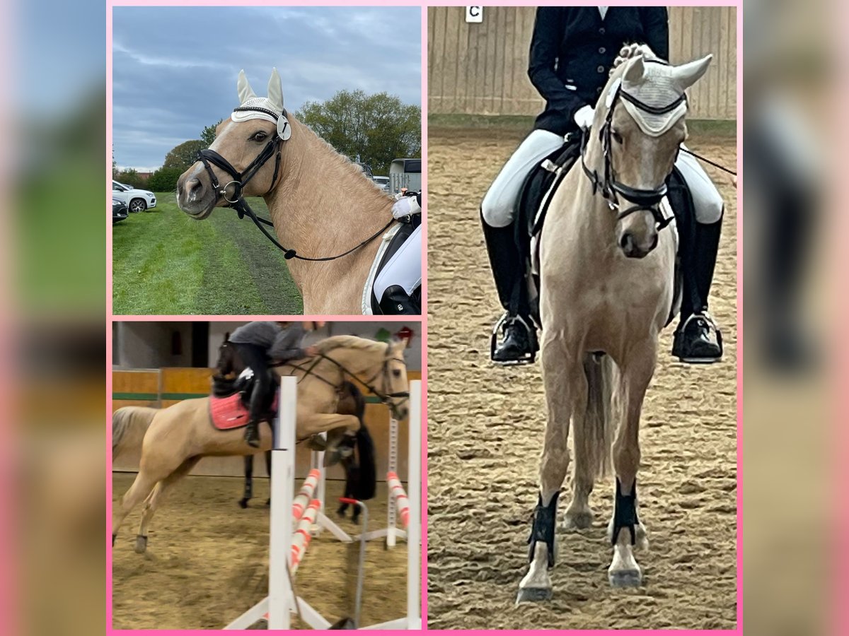 Deutsches Reitpony Stute 13 Jahre 148 Cm Palomino In Halle