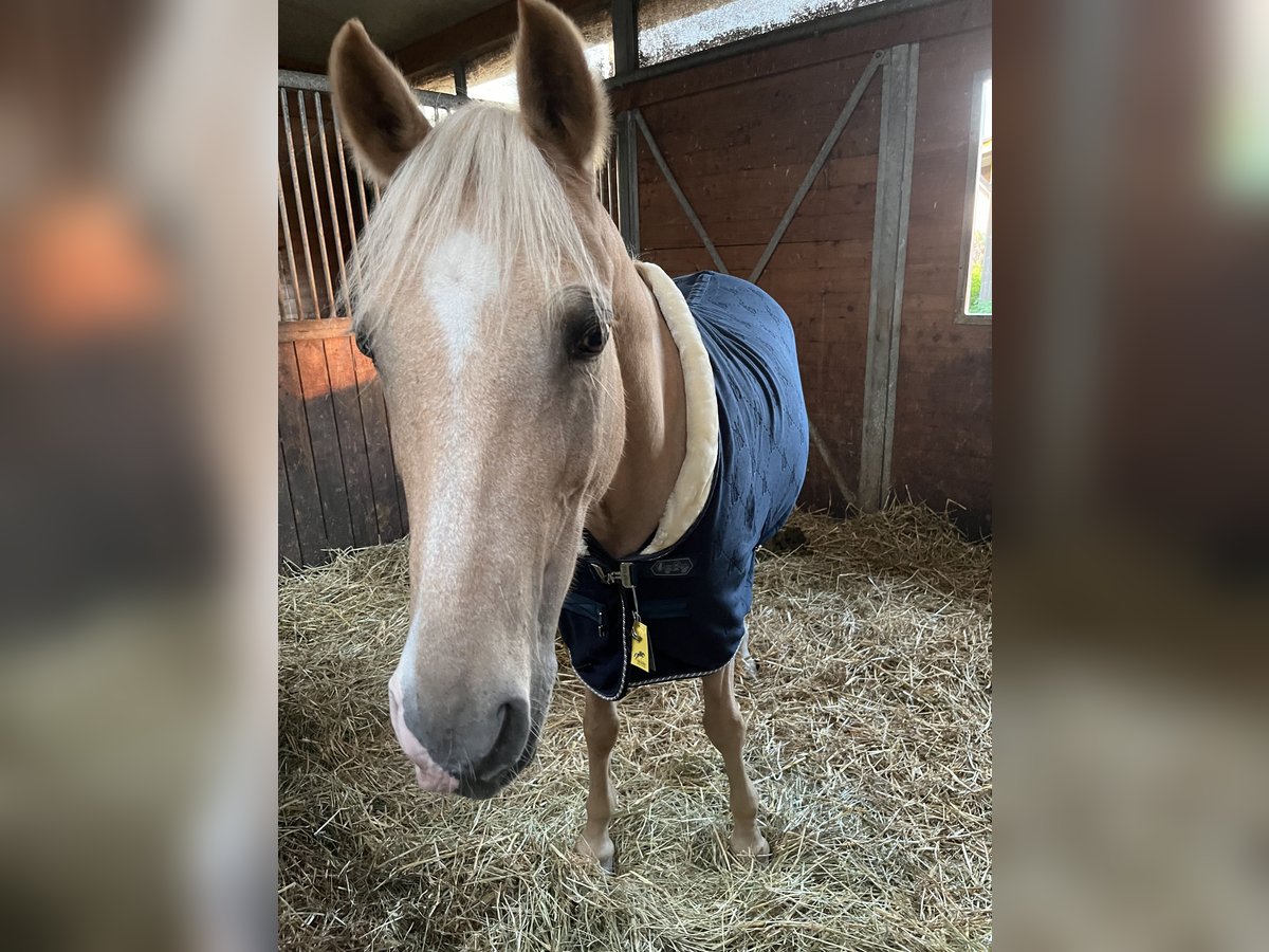 Deutsches Reitpony Stute 13 Jahre 148 cm Palomino in Forst