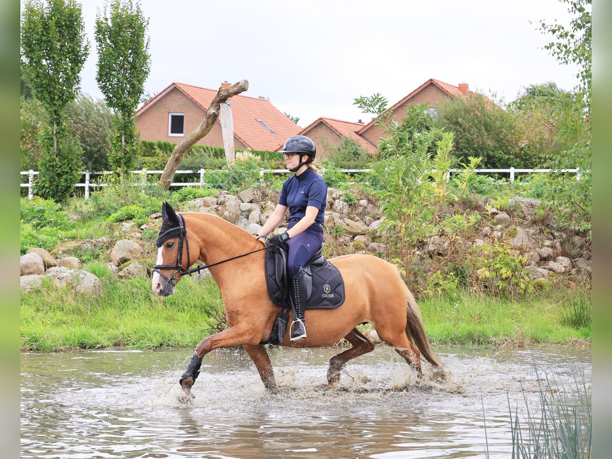Deutsches Reitpony, Stute in Stuhr