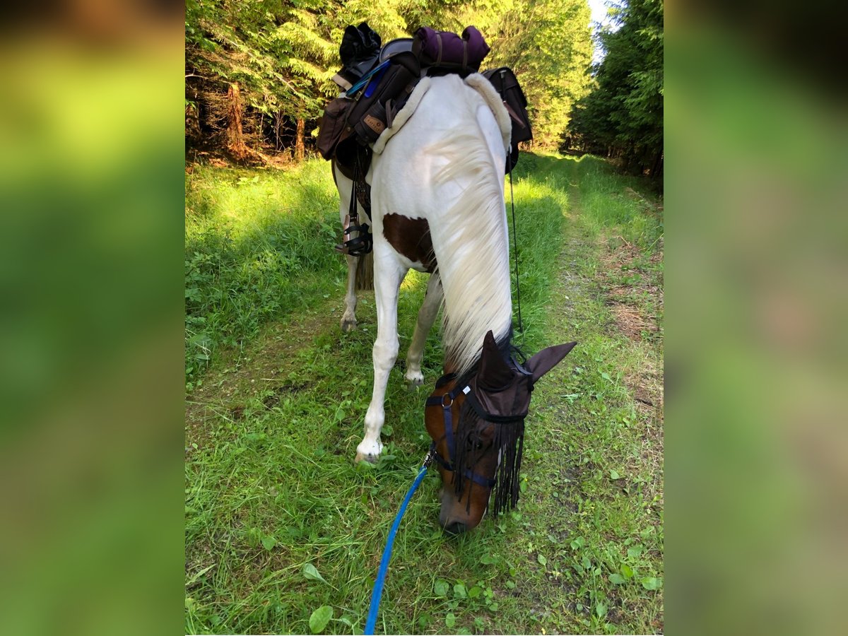 Deutsches Reitpony Stute 13 Jahre 148 cm Schecke in Bad Waldsee