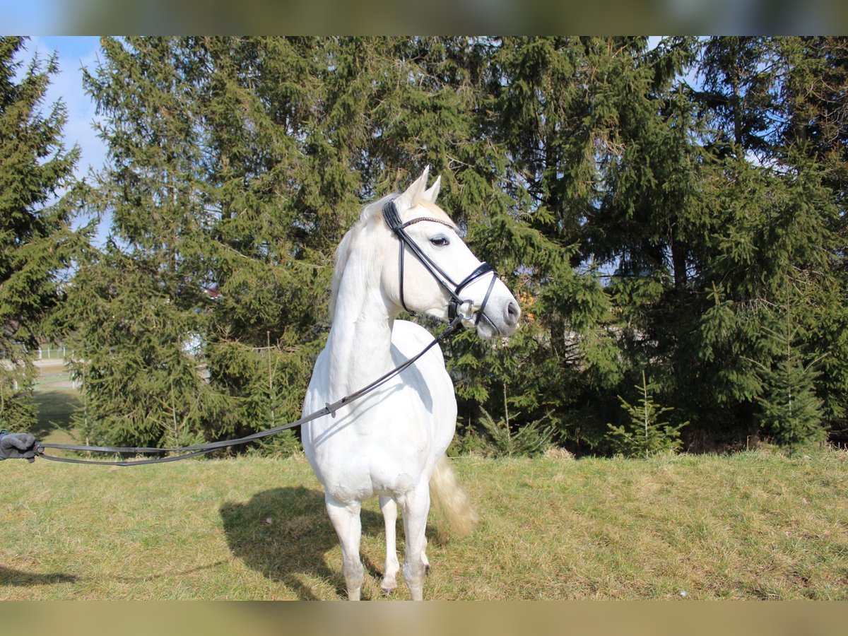 Deutsches Reitpony Stute 13 Jahre 148 cm Schimmel in Klingenberg