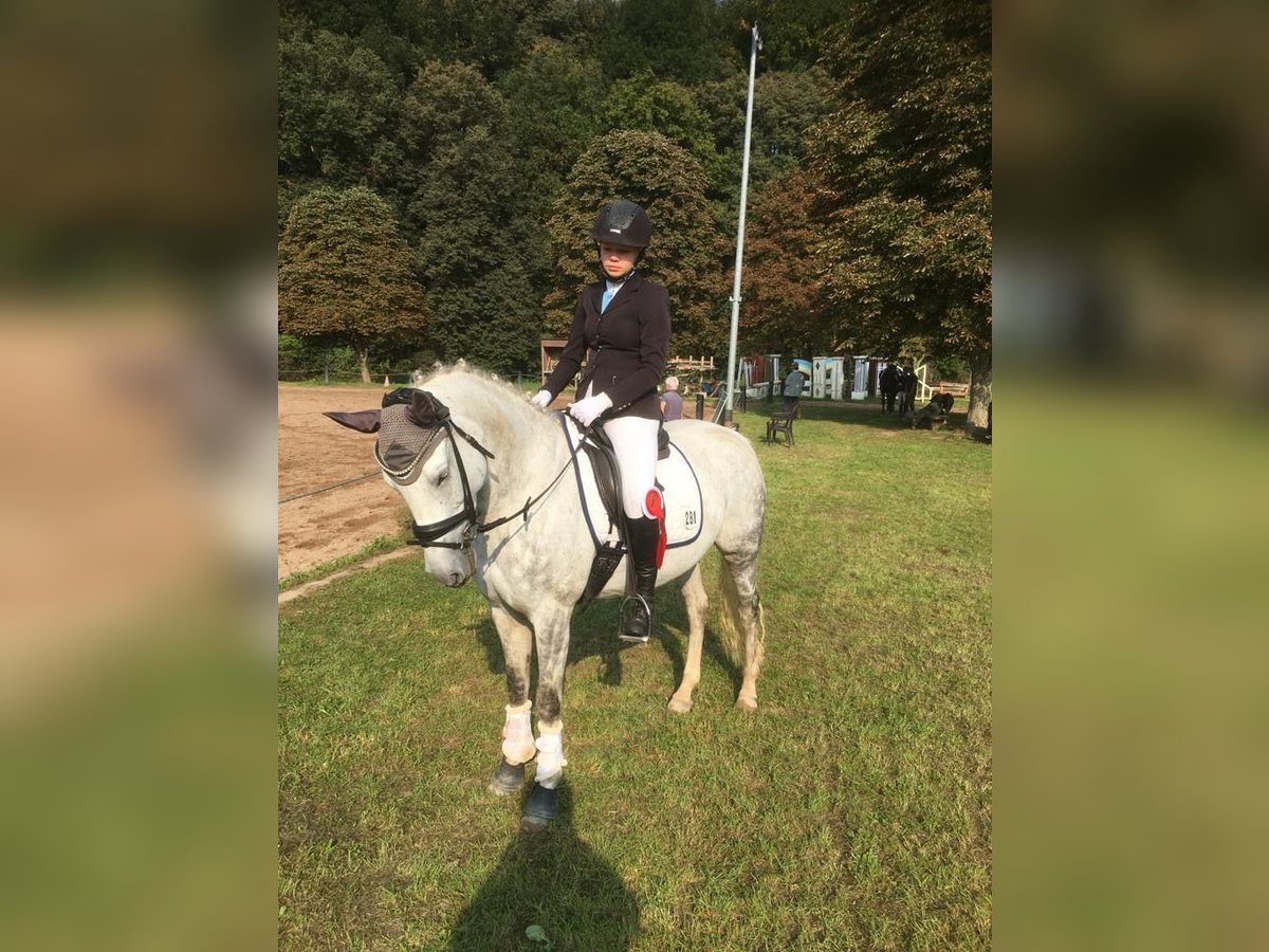 Deutsches Reitpony Stute 13 Jahre 148 cm Schimmel in Klingenberg