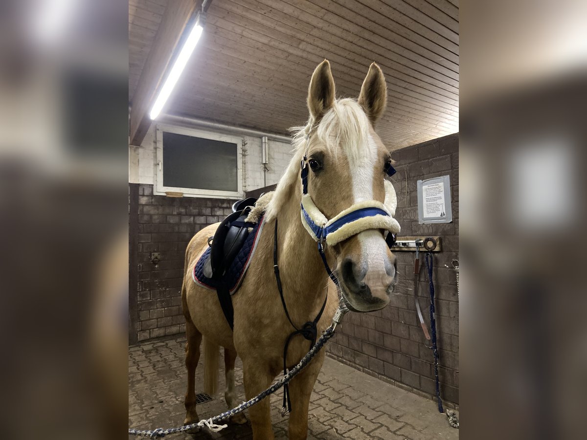 Deutsches Reitpony Mix Stute 13 Jahre 151 Cm Palomino In ErftstadtErftstadt