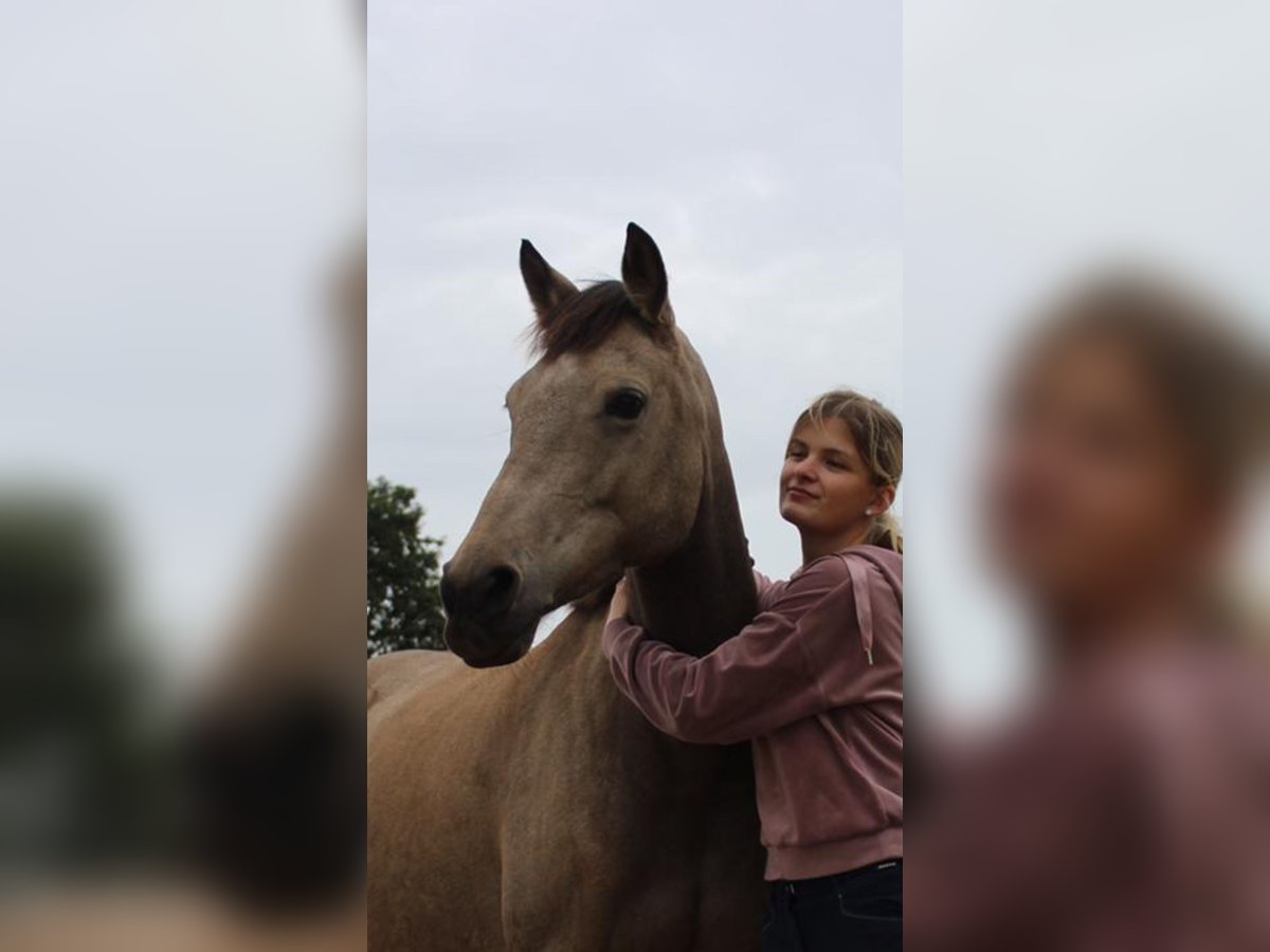 Deutsches Reitpony Stute 13 Jahre 152 cm Falbe in Nordhastedt