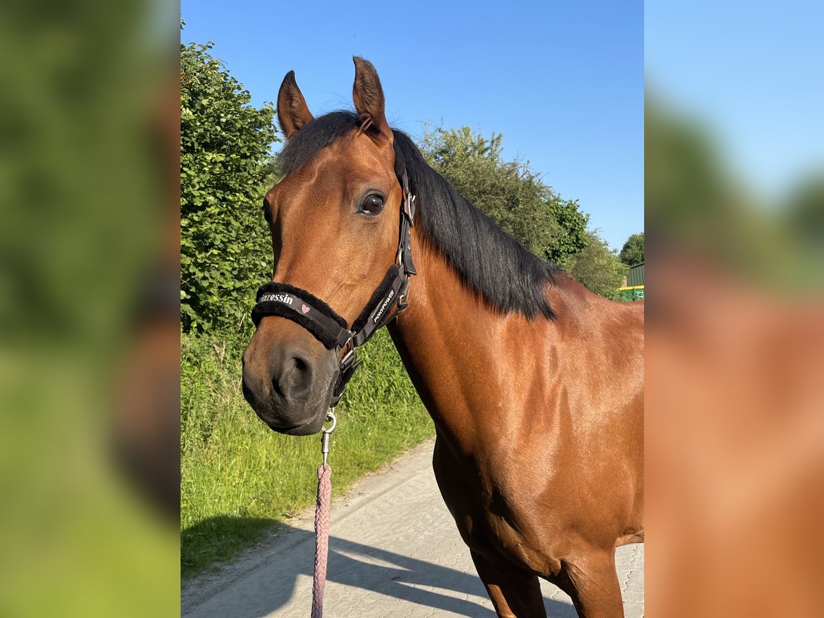 Deutsches Reitpony Stute 13 Jahre 154 cm Brauner in Vahrendorf