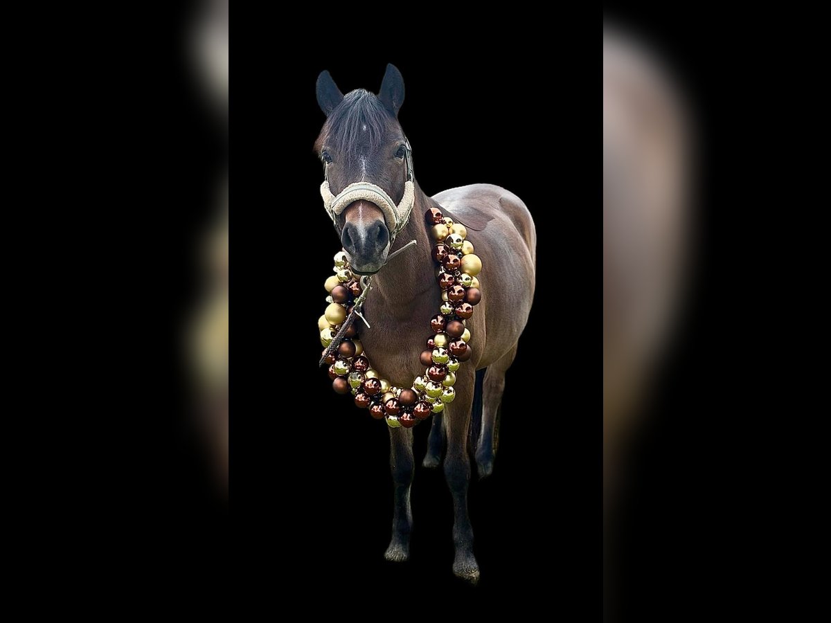Deutsches Reitpony Stute 14 Jahre 130 cm Brauner in Feldbach