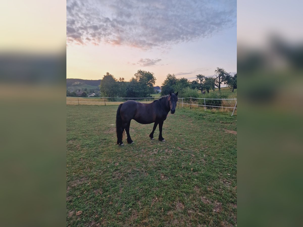 Deutsches Reitpony Mix Stute 14 Jahre 135 cm Rappe in Sternenfels