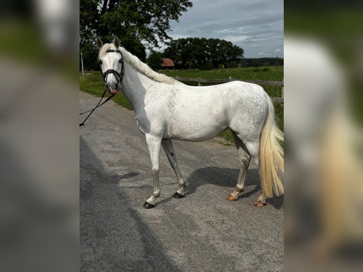 Deutsches Reitpony Stute 14 Jahre 136 cm Apfelschimmel in Kettenkamp