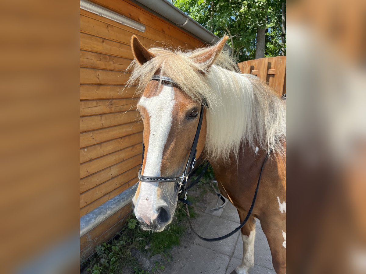Deutsches Reitpony Mix Stute 14 Jahre 142 cm Schecke in Buchholz in der Nordheide