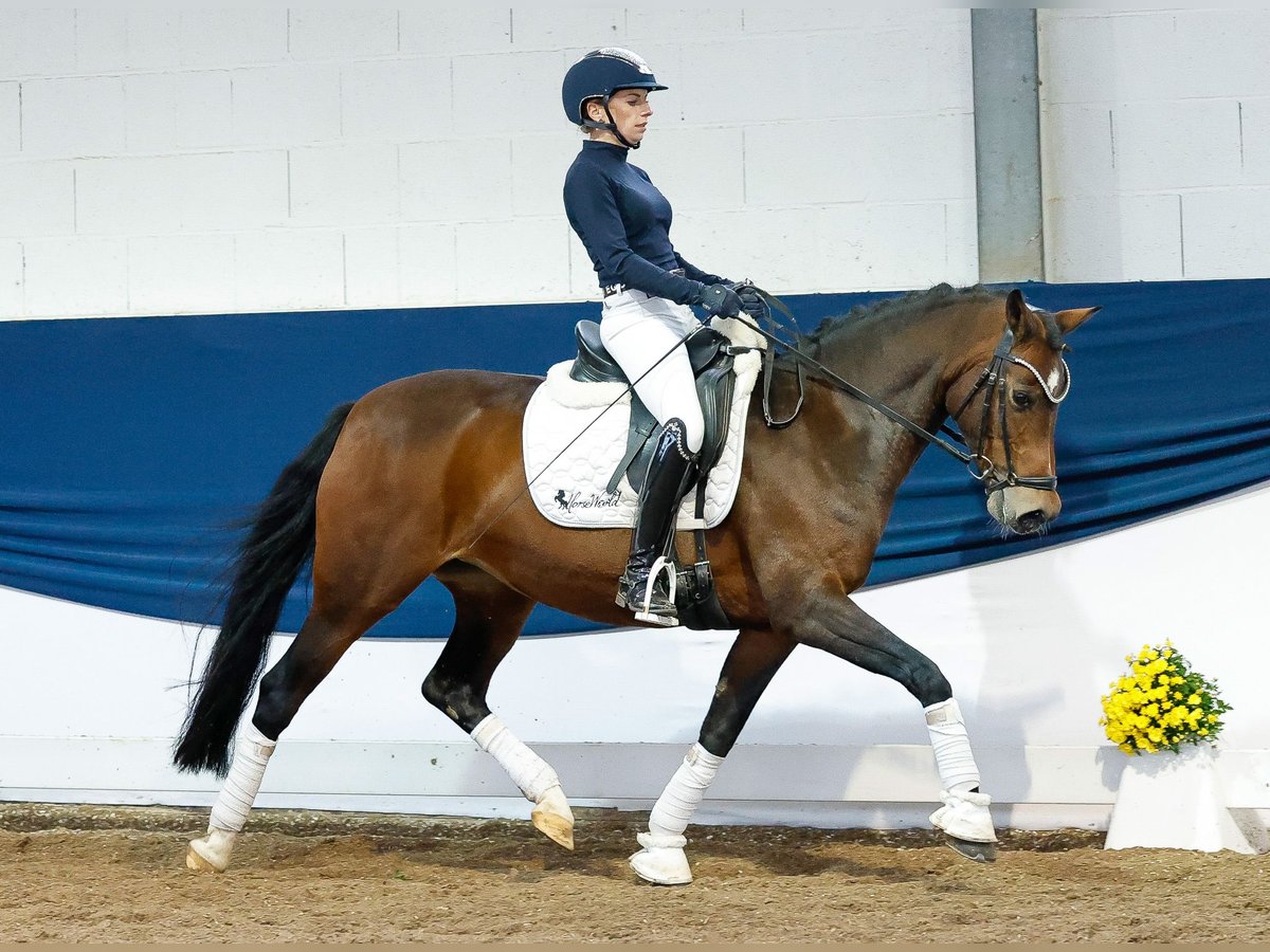 Deutsches Reitpony Stute 14 Jahre 146 cm Brauner in Marsberg