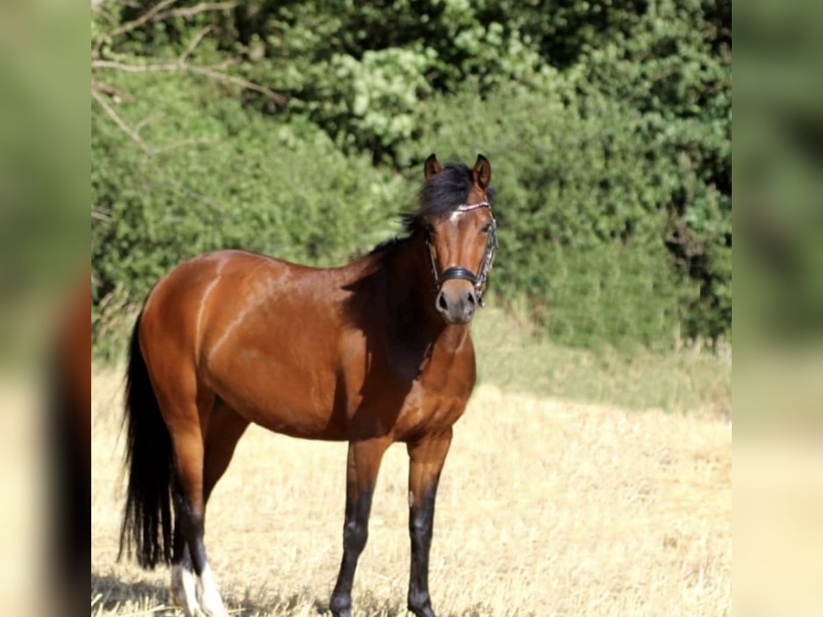 Deutsches Reitpony Stute 14 Jahre 146 cm Brauner in Vechta