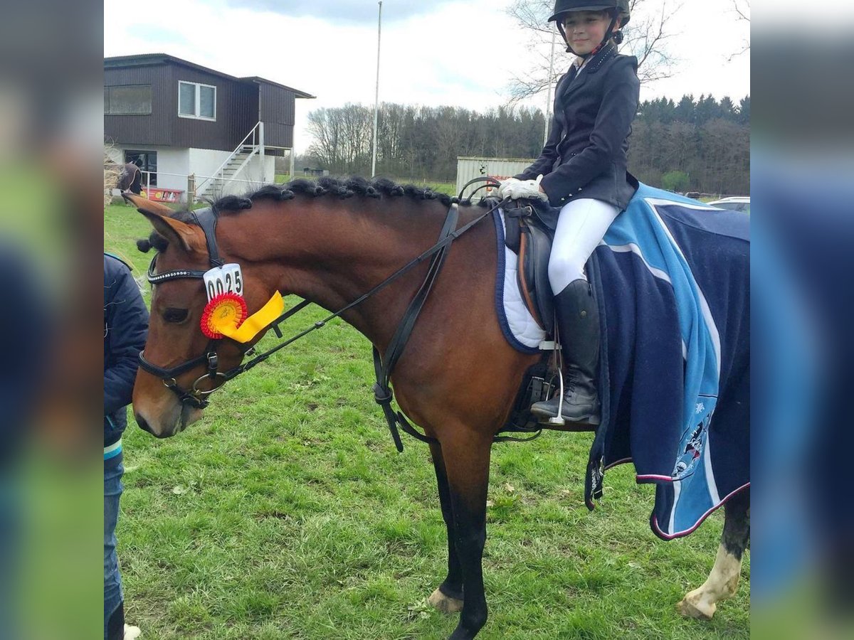 Deutsches Reitpony Stute 14 Jahre 146 cm Brauner in Vechta