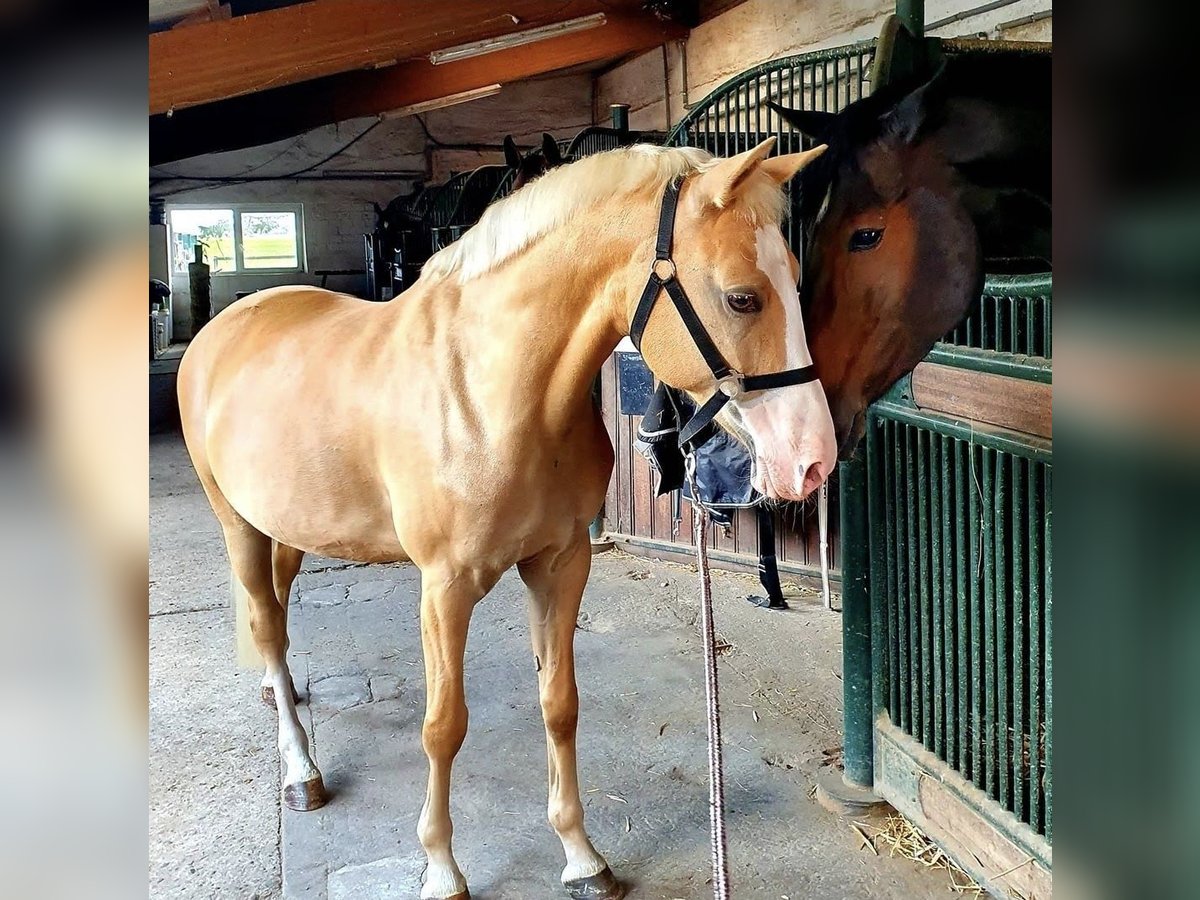 Deutsches Reitpony Mix Stute 14 Jahre 146 Cm Palomino In Geilenkirchen