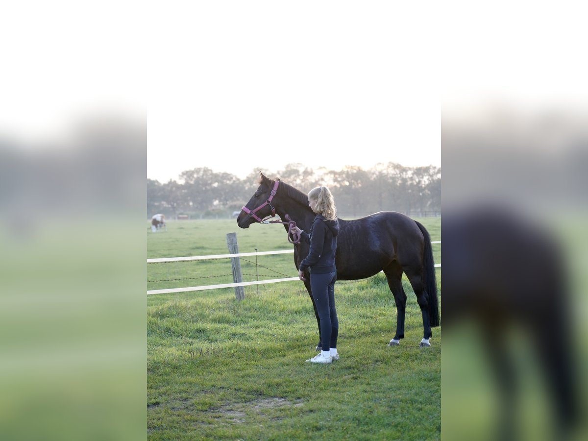 Deutsches Reitpony Stute 14 Jahre 147 cm Dunkelbrauner in Schenefeld