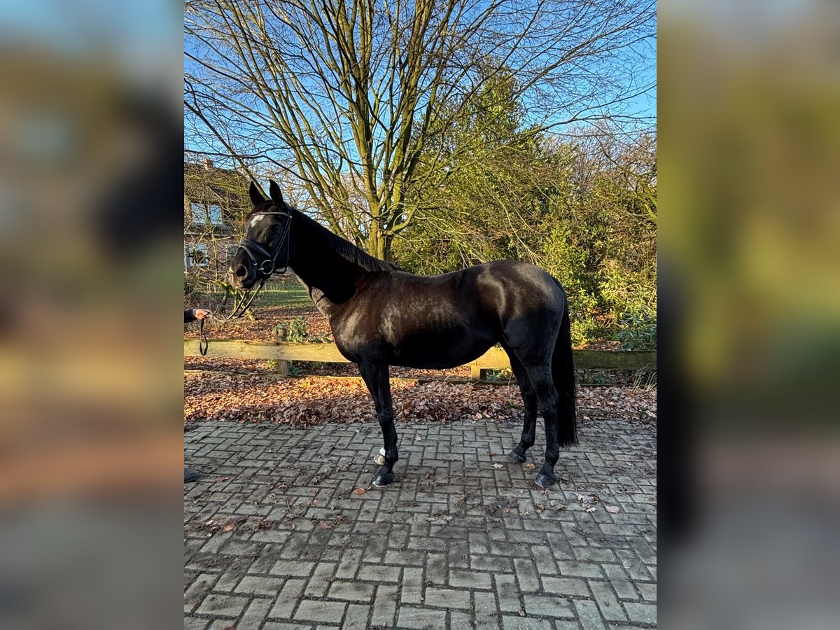 Deutsches Reitpony Stute 14 Jahre 147 cm Schwarzbrauner in Ganderkesee