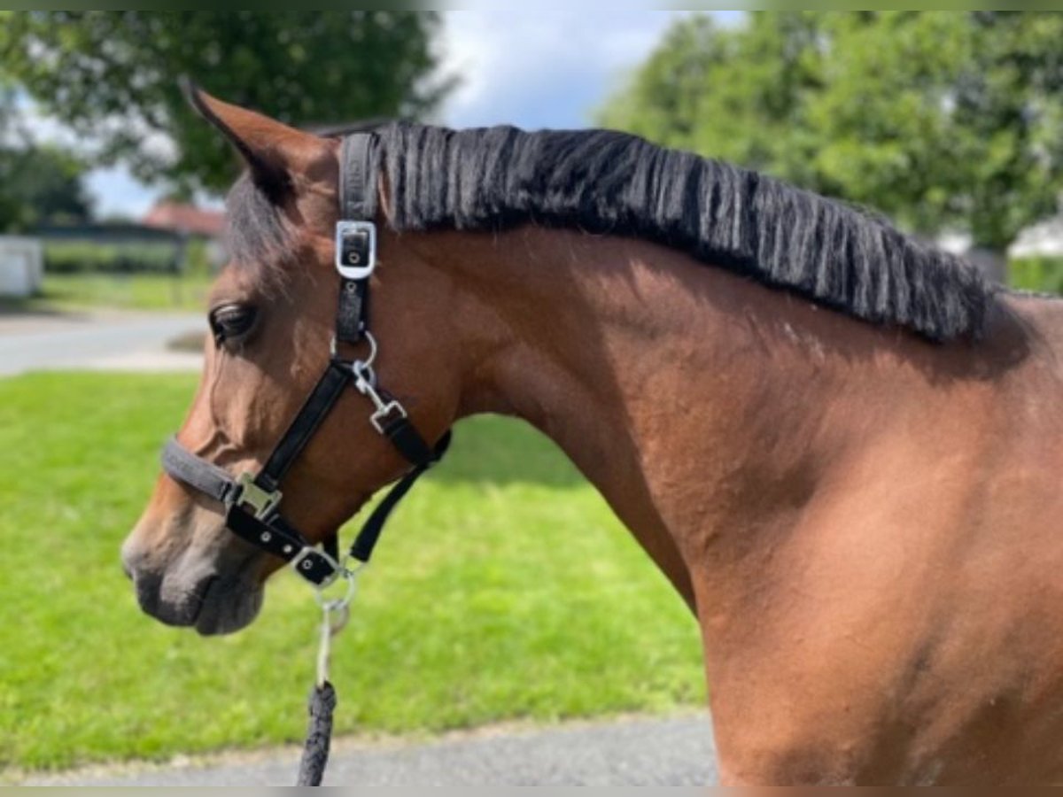 Deutsches Reitpony Stute 14 Jahre 148 cm Brauner in Bissendorf
