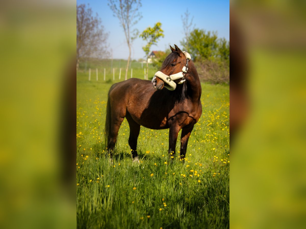 Deutsches Reitpony Stute 14 Jahre 148 cm Brauner in Landsberg