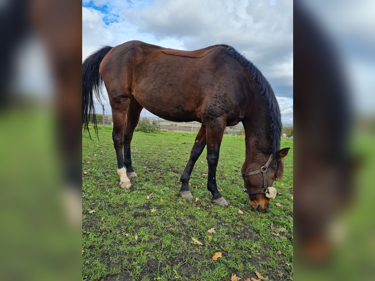 Deutsches Reitpony Stute 14 Jahre 149 cm Brauner in H&#xFC;rth