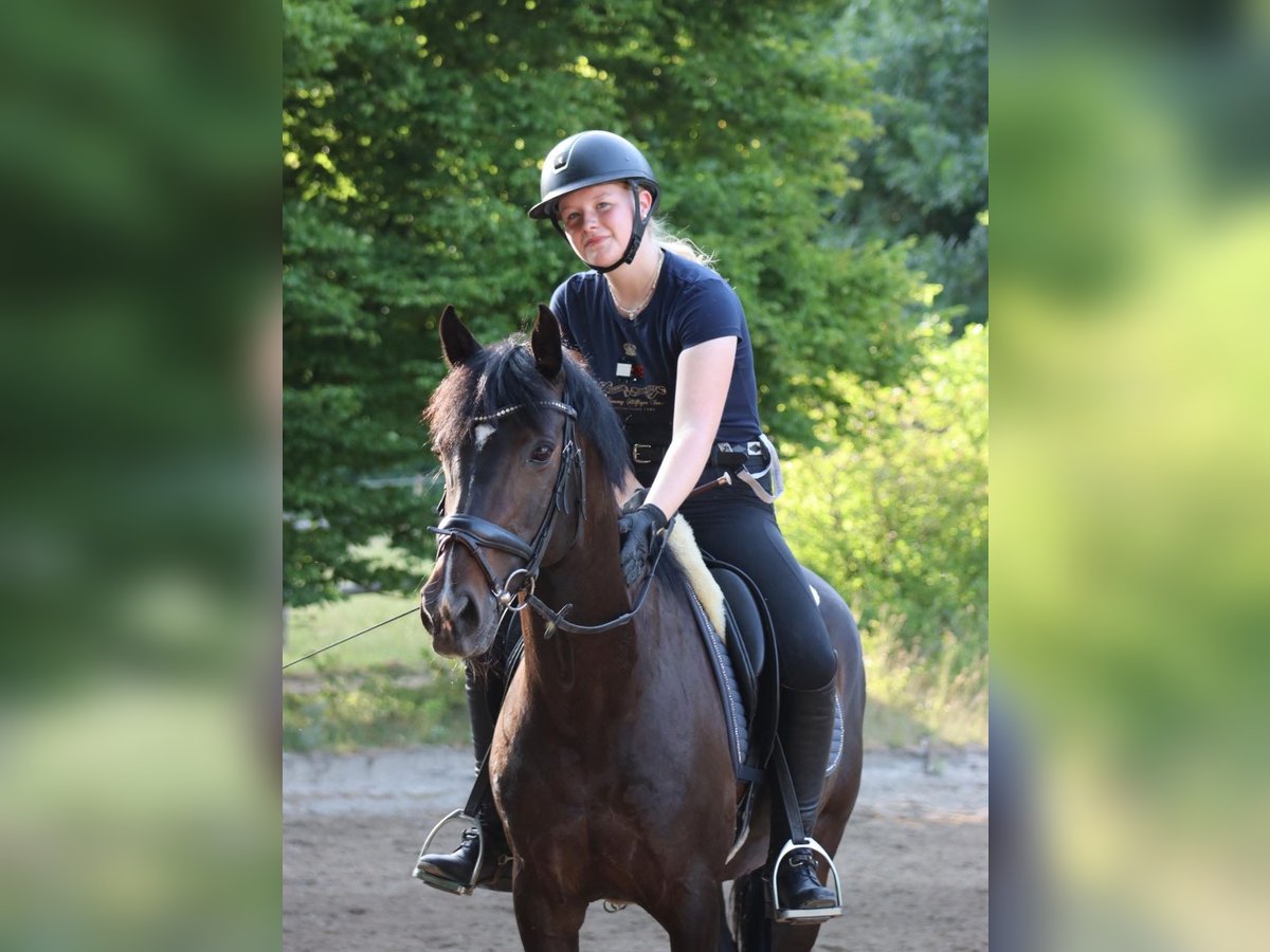 Deutsches Reitpony Stute 14 Jahre 149 cm Dunkelbrauner in Hattingen